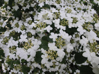 viburnum p.jpg_s.jpg